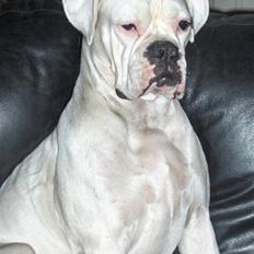 Boxer FREJA     R.I.P.
