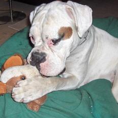 Boxer FREJA     R.I.P.