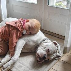 Boxer FREJA     R.I.P.