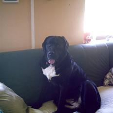 Blanding af racer muffie