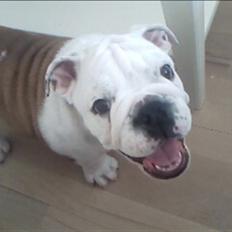 Engelsk bulldog Nemo