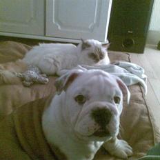 Engelsk bulldog Nemo