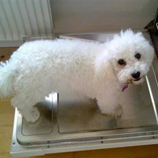 Bichon à poil frisé Mille (Tinghøjs Veronica)