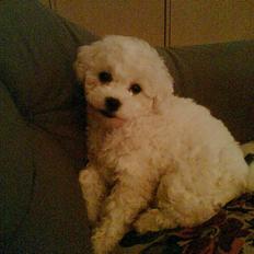 Bichon à poil frisé Mille (Tinghøjs Veronica)