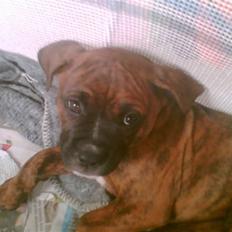 Amerikansk bulldog Aida