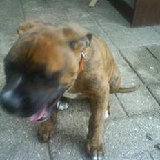 Amerikansk bulldog Aida