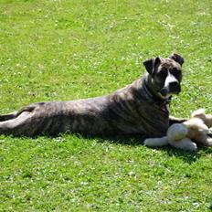 Amerikansk staffordshire terrier Zika