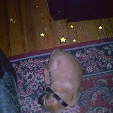 Blanding af racer Ida