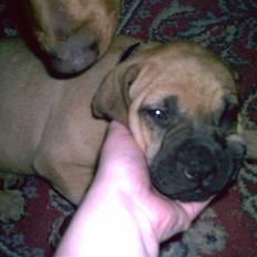 Blanding af racer Ida