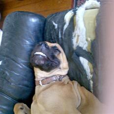 Blanding af racer Ida