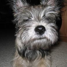 Blanding af racer Mille