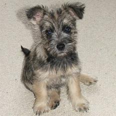 Blanding af racer Mille