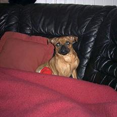 Blanding af racer Grisen