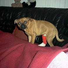 Blanding af racer Grisen