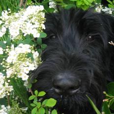 Riesenschnauzer Manus Ningra Auroa(Mille)