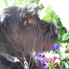 Riesenschnauzer Manus Ningra Auroa(Mille)