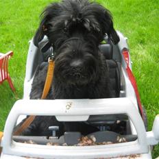 Riesenschnauzer Manus Ningra Auroa(Mille)