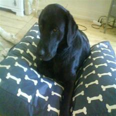 Blanding af racer mille