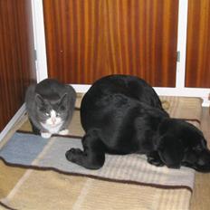 Blanding af racer mille