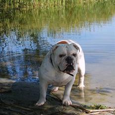 Olde english bulldogge Celest R.I.P