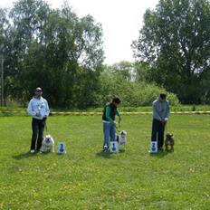 Olde english bulldogge Celest R.I.P