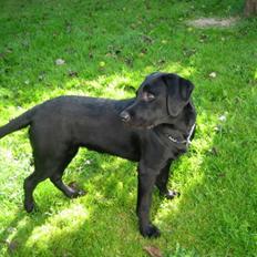 Labrador retriever Boris