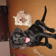 Labrador retriever Boris