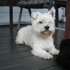 West highland white terrier airas sofus