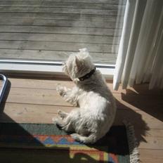 West highland white terrier airas sofus
