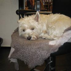 West highland white terrier airas sofus