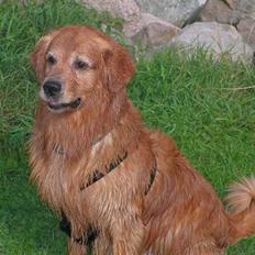 Golden retriever Samson