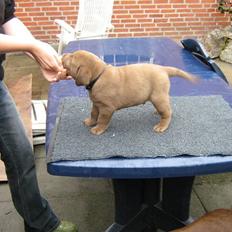 Labrador retriever Aragorn Has Arrived