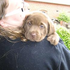 Labrador retriever Aragorn Has Arrived