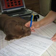 Labrador retriever Aragorn Has Arrived