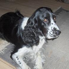 Cocker spaniel Molly