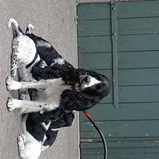 Cocker spaniel Molly