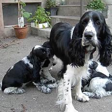 Cocker spaniel Molly