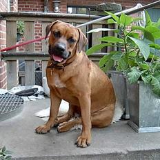 Blanding af racer FUTTE