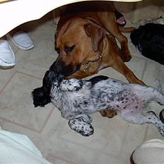 Blanding af racer FUTTE