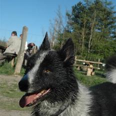 Karelsk bjørnehund Chili
