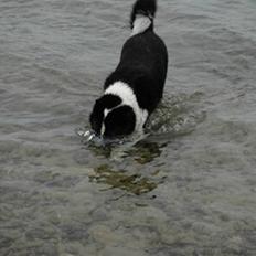 Karelsk bjørnehund Chili