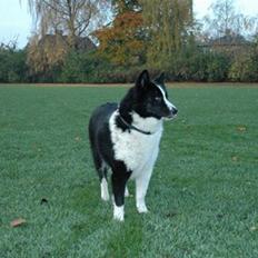 Karelsk bjørnehund Chili