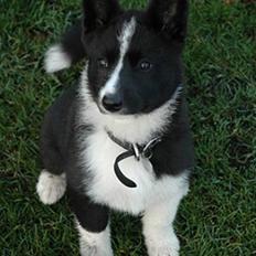 Karelsk bjørnehund Maya