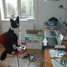 Karelsk bjørnehund Maya