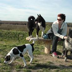 Karelsk bjørnehund Maya