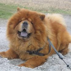 Chow chow Huang