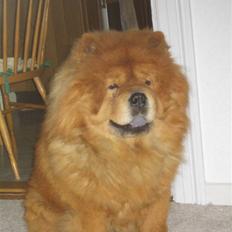 Chow chow Huang