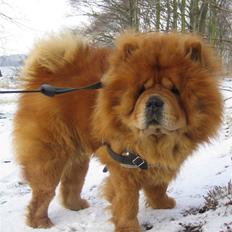 Chow chow Huang