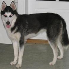 Siberian husky Sheeba *R.I.P*