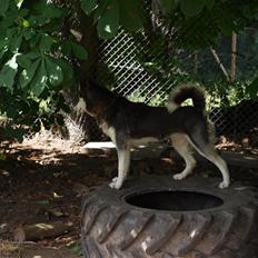 Siberian husky Sheeba *R.I.P*